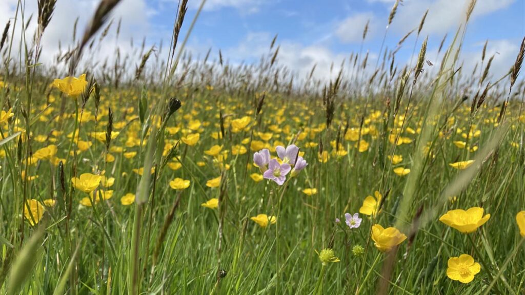Yelland Farm Wildflowers