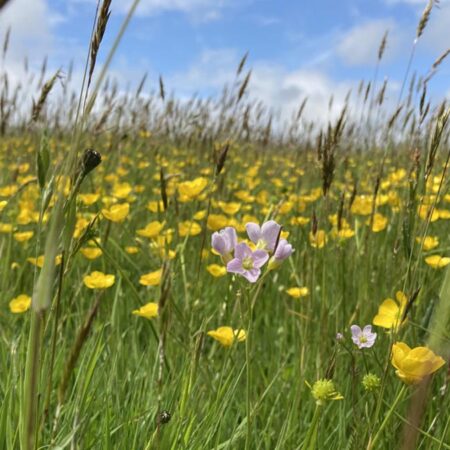 Yelland Farm Wildflowers