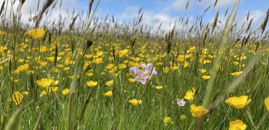 Yelland Farm Wildflowers