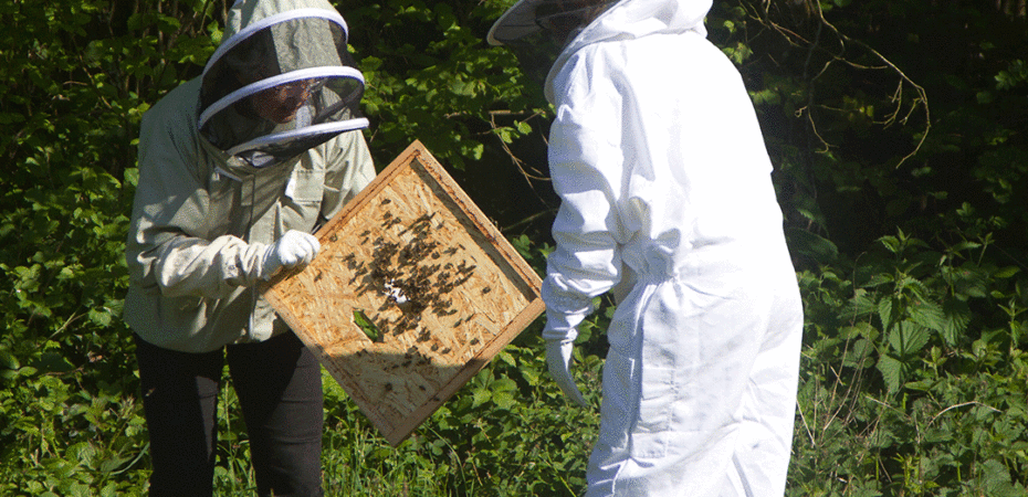 How to help nature this summer.
